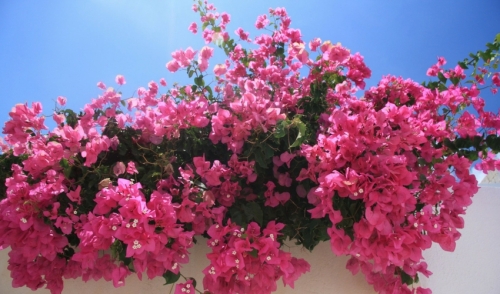 Blooming Tropicals - Summer Color that does not quit!