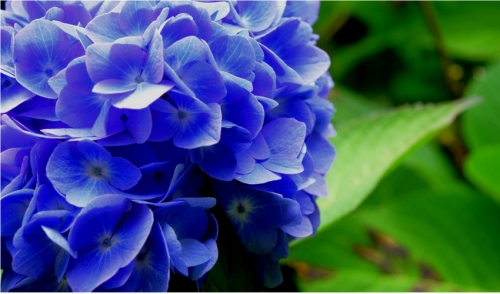 Gardening Tip - Hydrangeas: Blue.. Pink.. It is Your Choice!