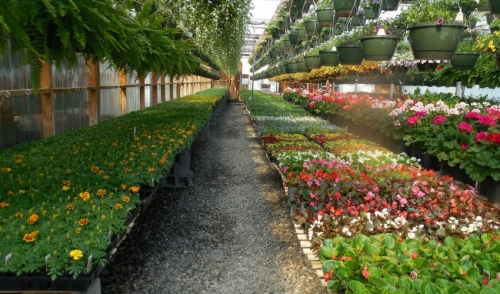 Gardening Tip: Summer Annuals