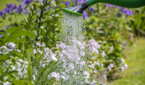 Gardening Tip: Summer Planting