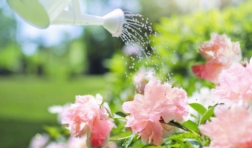 Gardening Tip: Summertime Watering