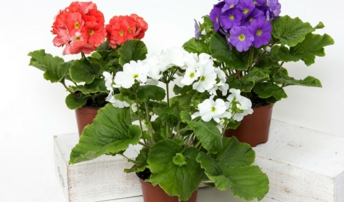 First Aid for Houseplants