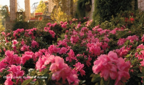 Plant of the Week: Encore Azaleas