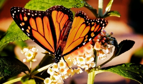 Monarchs Rising