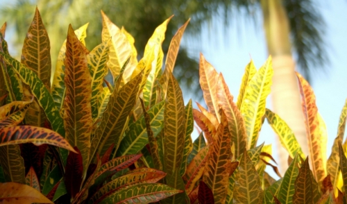 Plant of the Week: Crotons