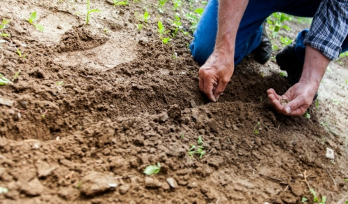 Fall is for Planting!