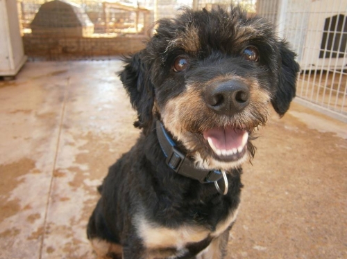 Rescue of the Month Program