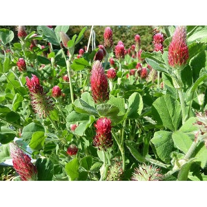 Green Manure Seed Mixture Cover Crop BOGO FREE