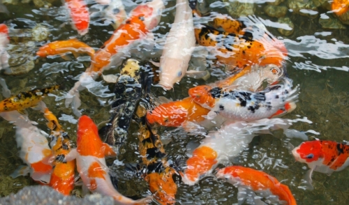 How Many Fish Can You Add to a Pond?