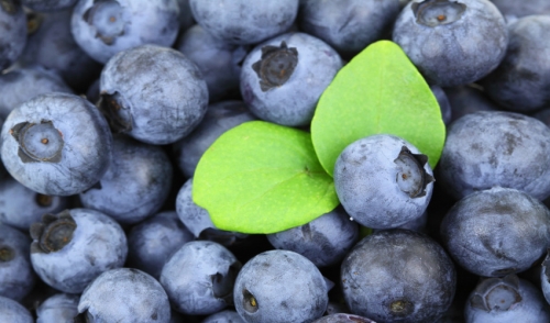 Four Fresh Blueberries to Grow This Summer