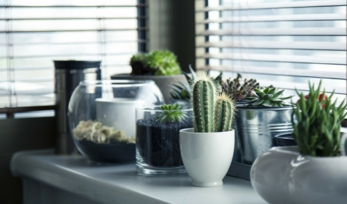 Three Secrets to Cactus Success