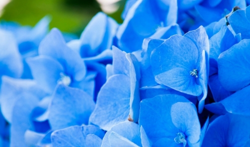Five Simple Gardening To-Dos to Complete this May