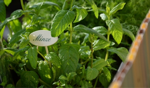 Summer's Best Container Plants