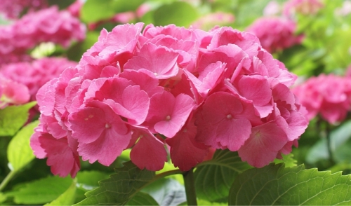 Your Guide to Fall Hydrangea Care