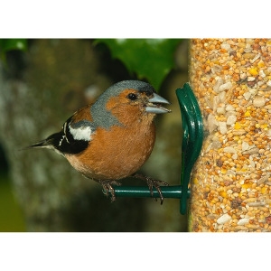 25% Off Select Clearance Bird Feeders