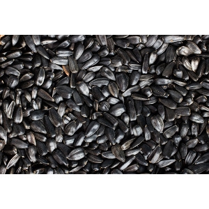 Black Oil Sunflower Seed 50lb Now $16.99